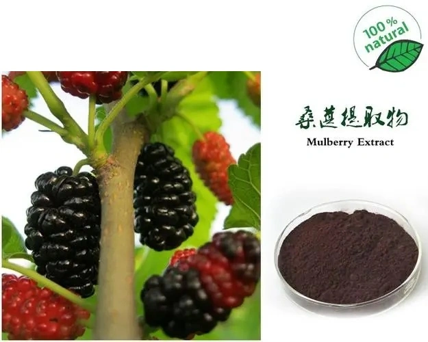 E. K hierba china fabricante de alta calidad 100% de grado alimentario de las Materias Primas orgánica soluble en agua con extracto de la antocianina un 25% de la morera Morus alba L. extracto de fruta de la morera