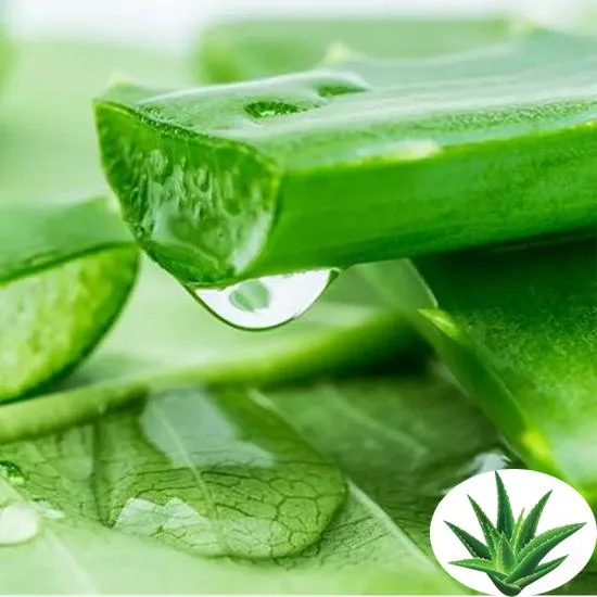 100% Cosméticos Naturales Grado Aloe Vera Gel polvo secado al hielo Aloe Polvo de extracto de Vera