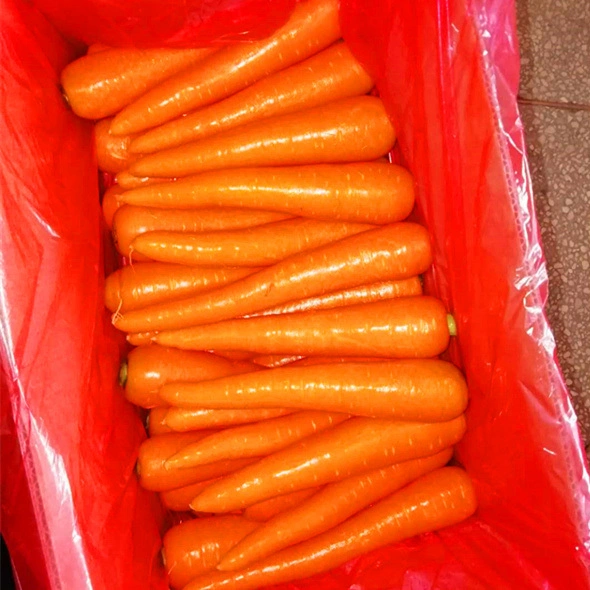 Good Quality Carrot Xiamen Crop