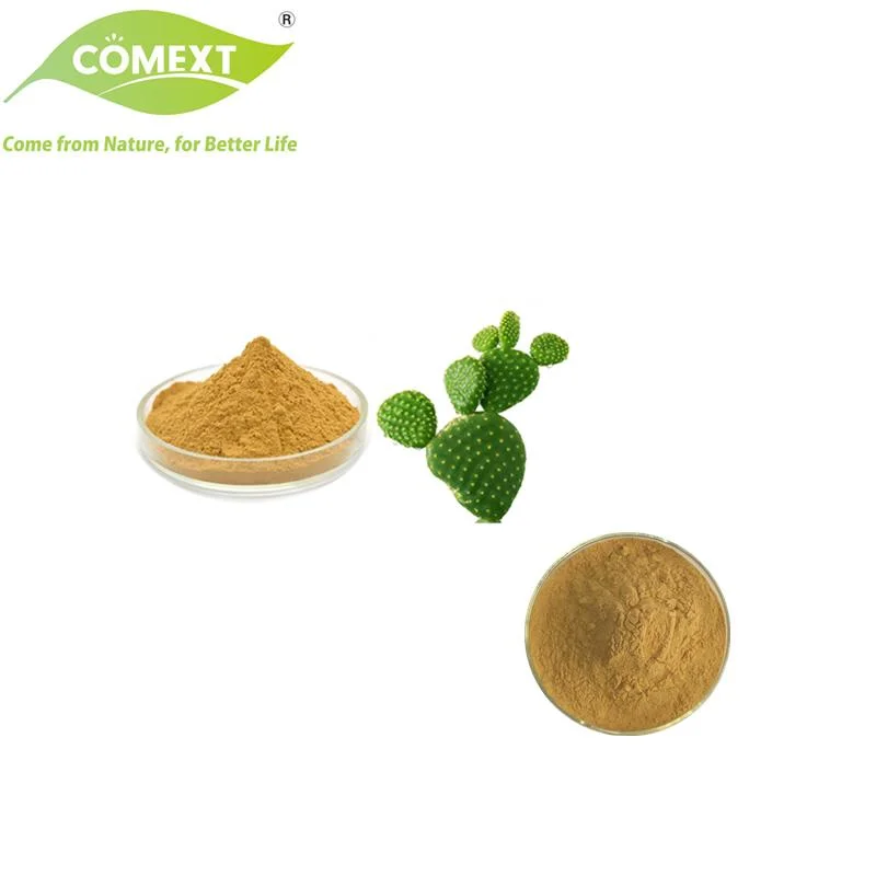 Comext suministro de fábrica 100% Natural mantener Salud producto de Cactus Extracto 4: 1, 20: 1