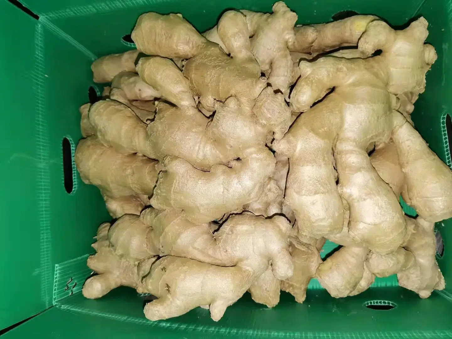 Fresh Ginger and Air Dry Ginger with Certificate Top Quality