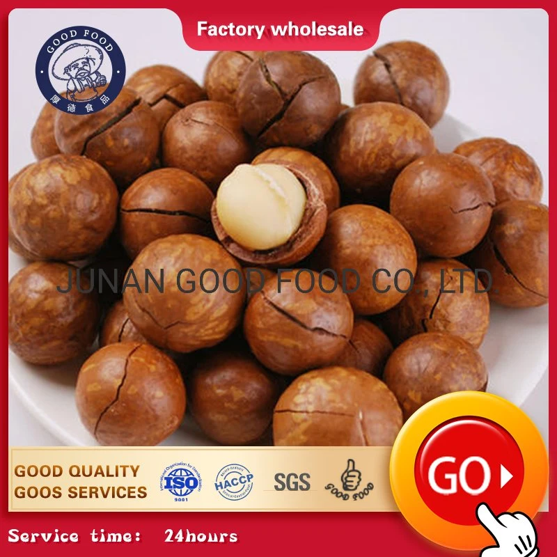 Beste Qualität Macadamia Nut New Crop 2019 mit Schale und ohne Schale.