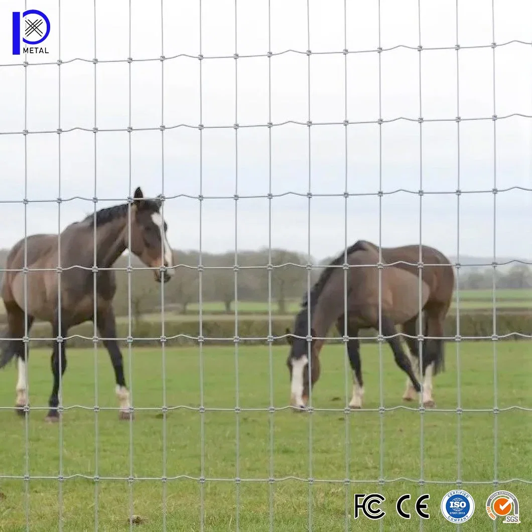 Pengxian Wire Mesh Black Horse Fence Suppliers Farm Guard Field Fence 32 Inch X 330 Feet Hinge Knot Field Fence

Pengxian Wire Mesh Clôture de cheval noir Fournisseurs de clôture de champ de garde de ferme 32 pouces X 330 pieds Clôture de champ à nœud charnière