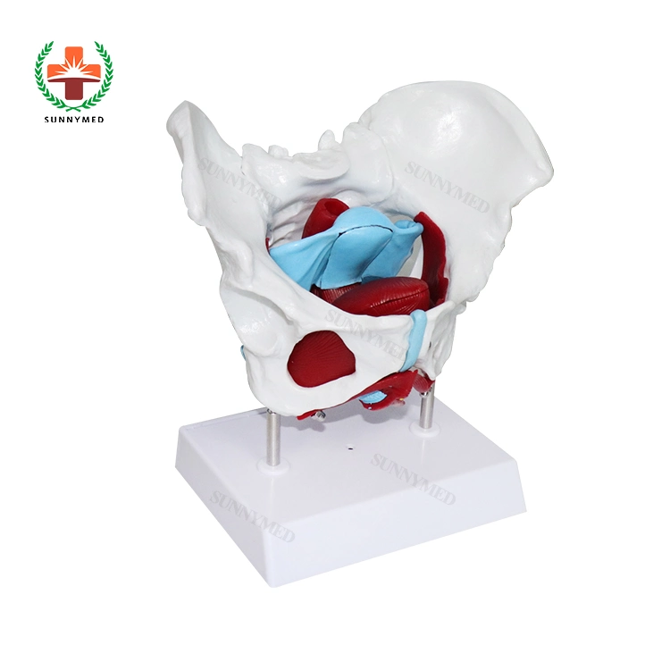 Sy-N039 Medical Training Human Anatomical Female Pelvis and Pelvic Floor Muscle Model