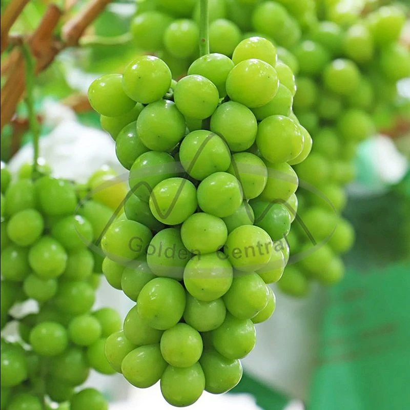 Top Quality Premium Sweet Green Grapes