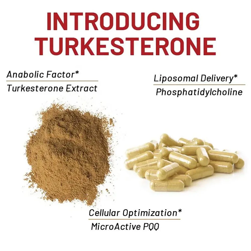 OEM / ODM Turkesterone capsules de haute qualité 500mg adultes construire le muscle Focus mentale Turkesterone complément alimentaire