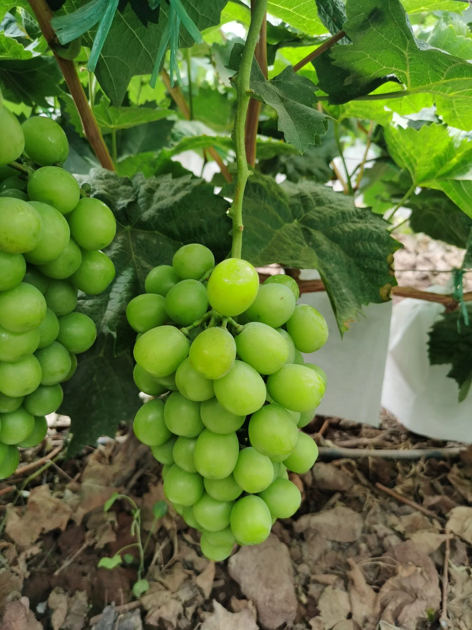 Uva Verde Estándar de Brasil