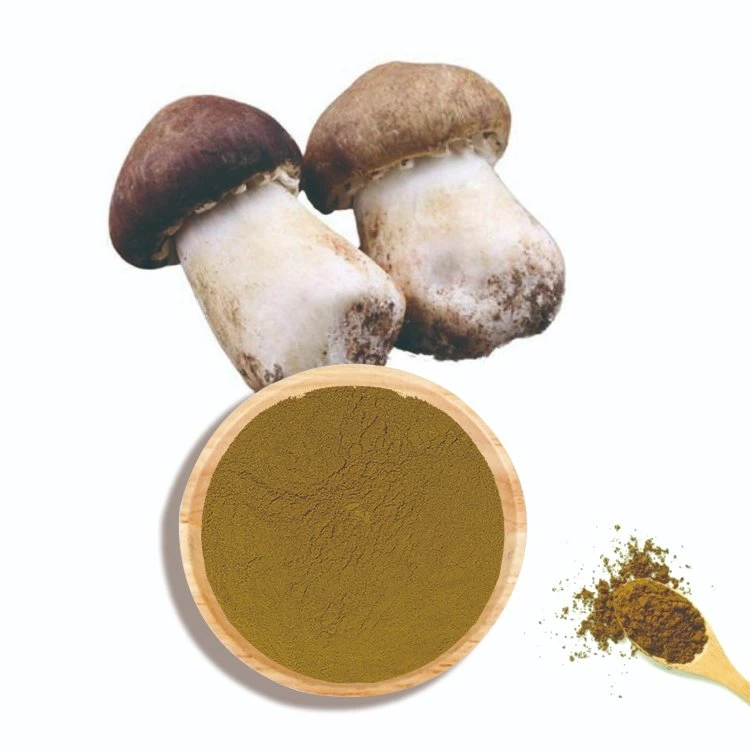 Agaricus Blazei Muril Extract Powder العضوي المجفف