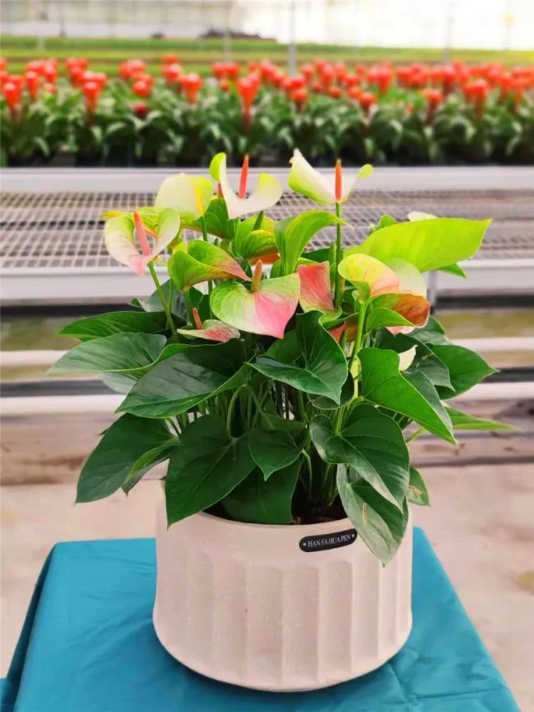 Anthurium Egrota with Fresh Flowers