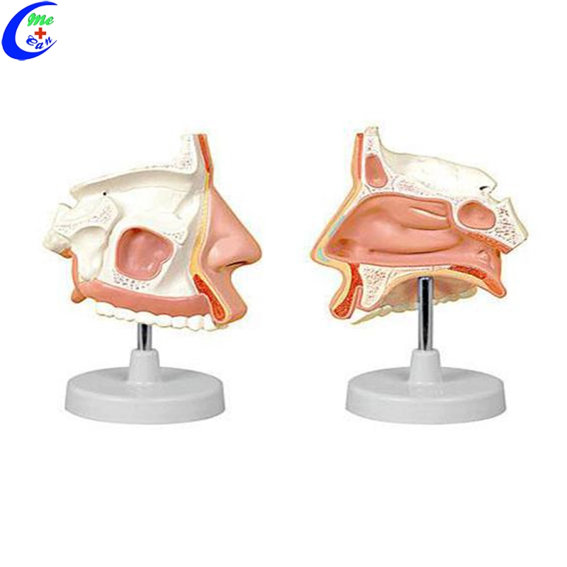 Medical Nasal Cavity Anatomy Education Model