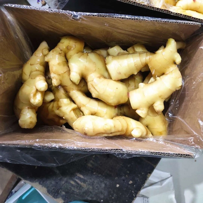 New Crop Fresh Ginger Vegetables 150g up in 5kg, 10kg Carton