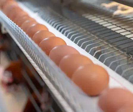 Poulet galvanisé à chaud Maison/équipement agricole Type automatique a cage de poulet