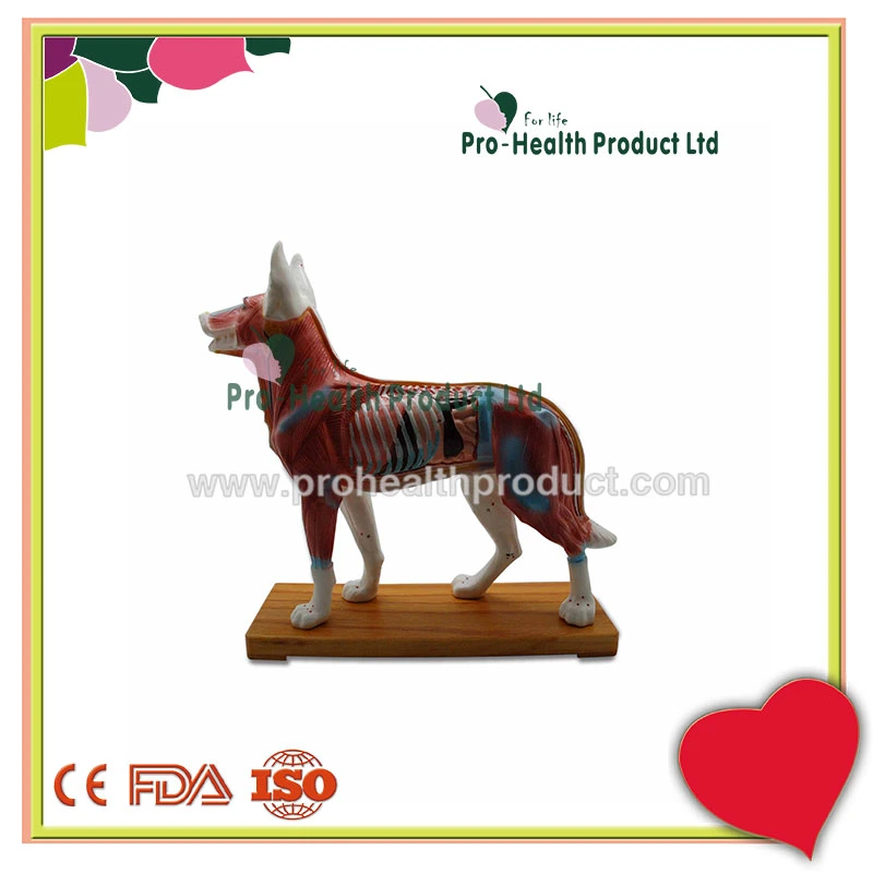 Medical Acupuncture Dog Model For Teaching