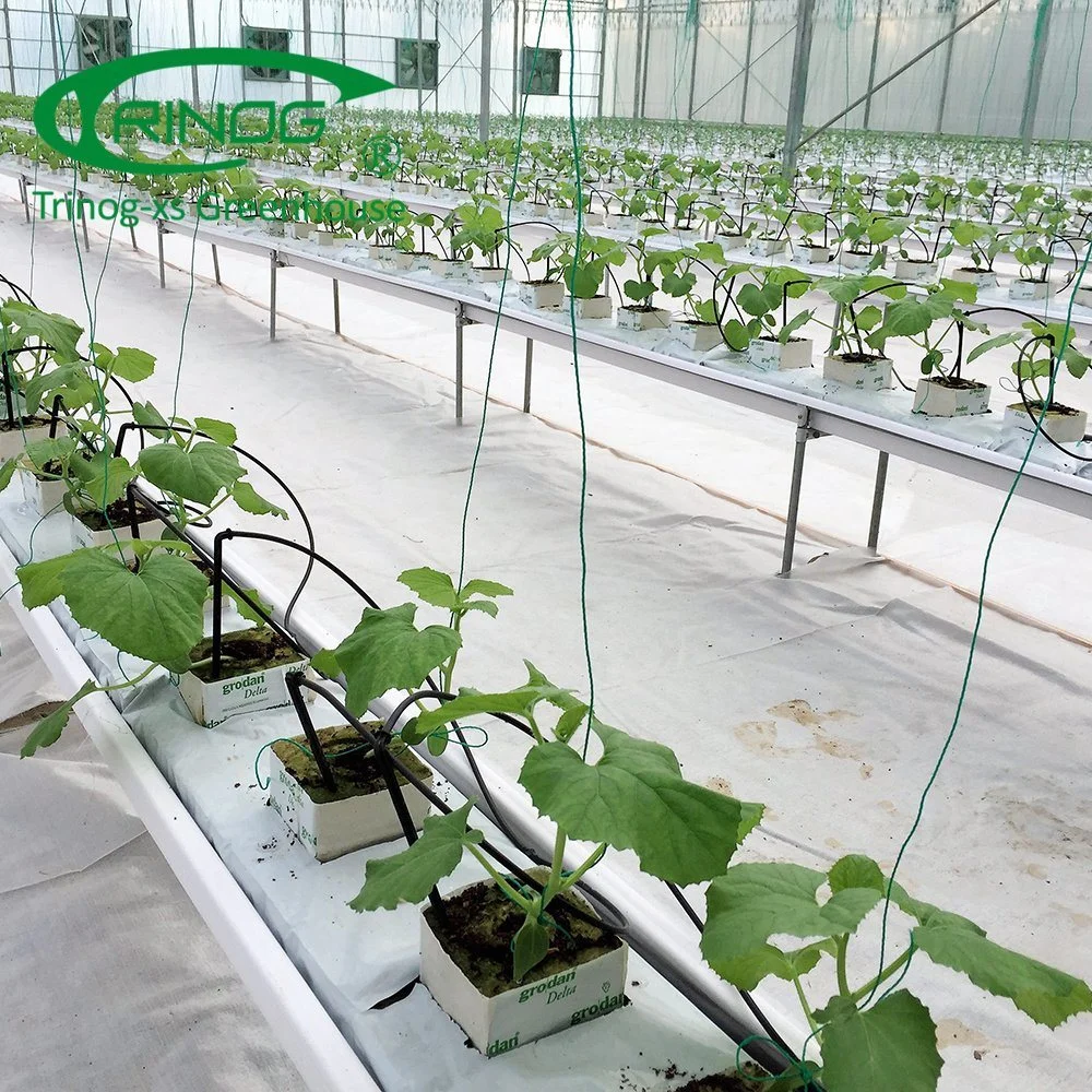 Multi-Span Film Vegetable Greenhouse Flower Growing Greenhouse with Cultivation Hydroponics System