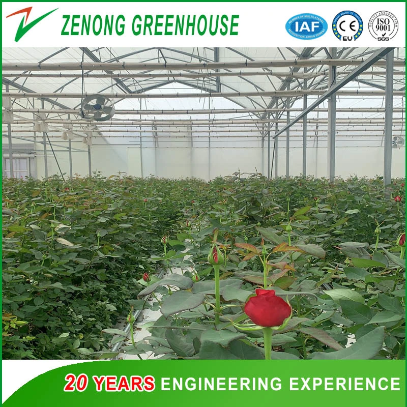 Easy Install Greenhouse Steel Frame Covered with Plastic Film /Glass