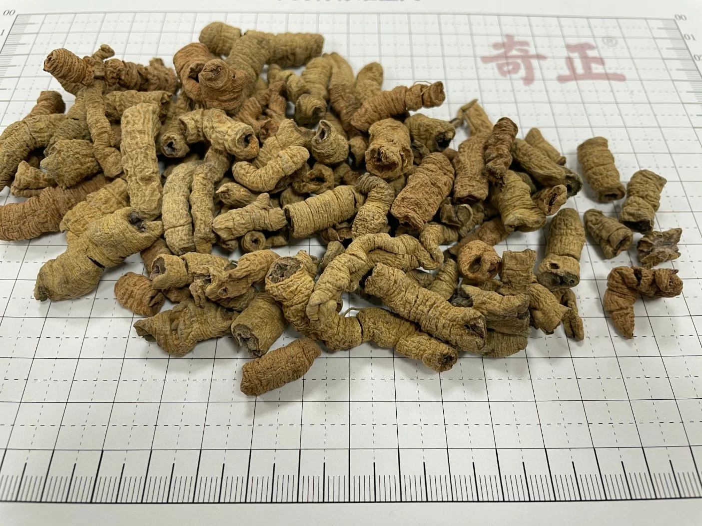 Bajitian Morindae Officinalis Radix Morinda Officinalis Hohe Qualität Chinesisch Traditionell Kraut