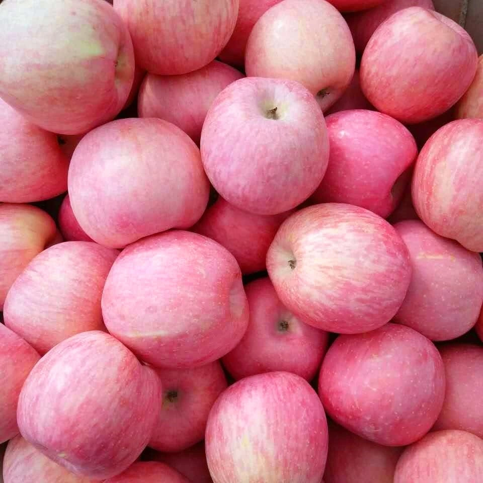 Fresh Shangong Good Quality FUJI Apple