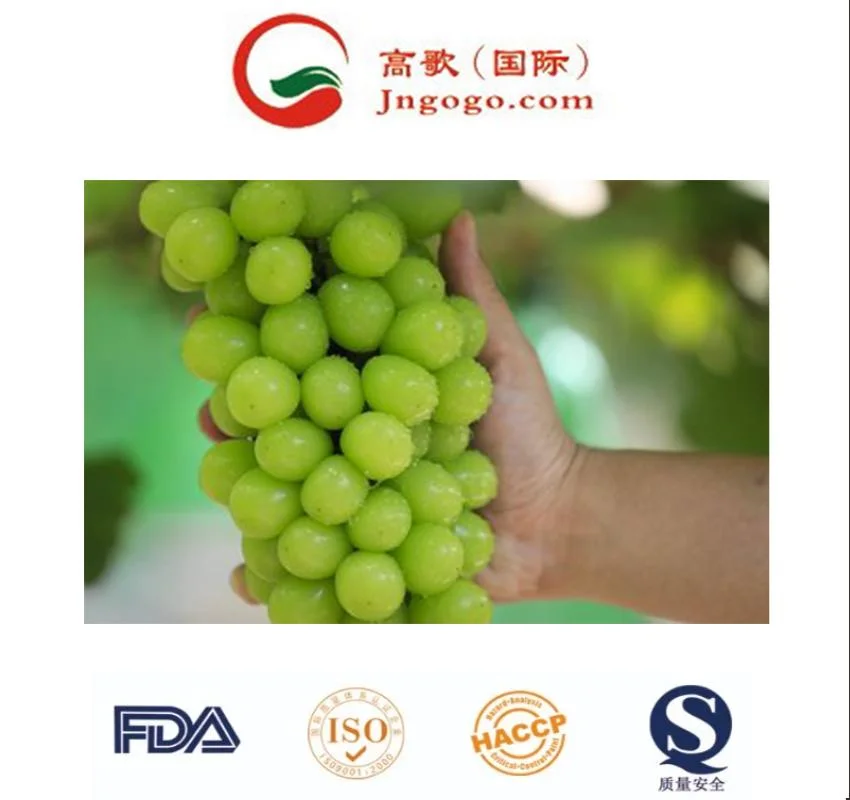 Armazenamento alimentos orgânicos Embalagem peso origem tipo qualidade tamanho grau Uvas Muscat Shine