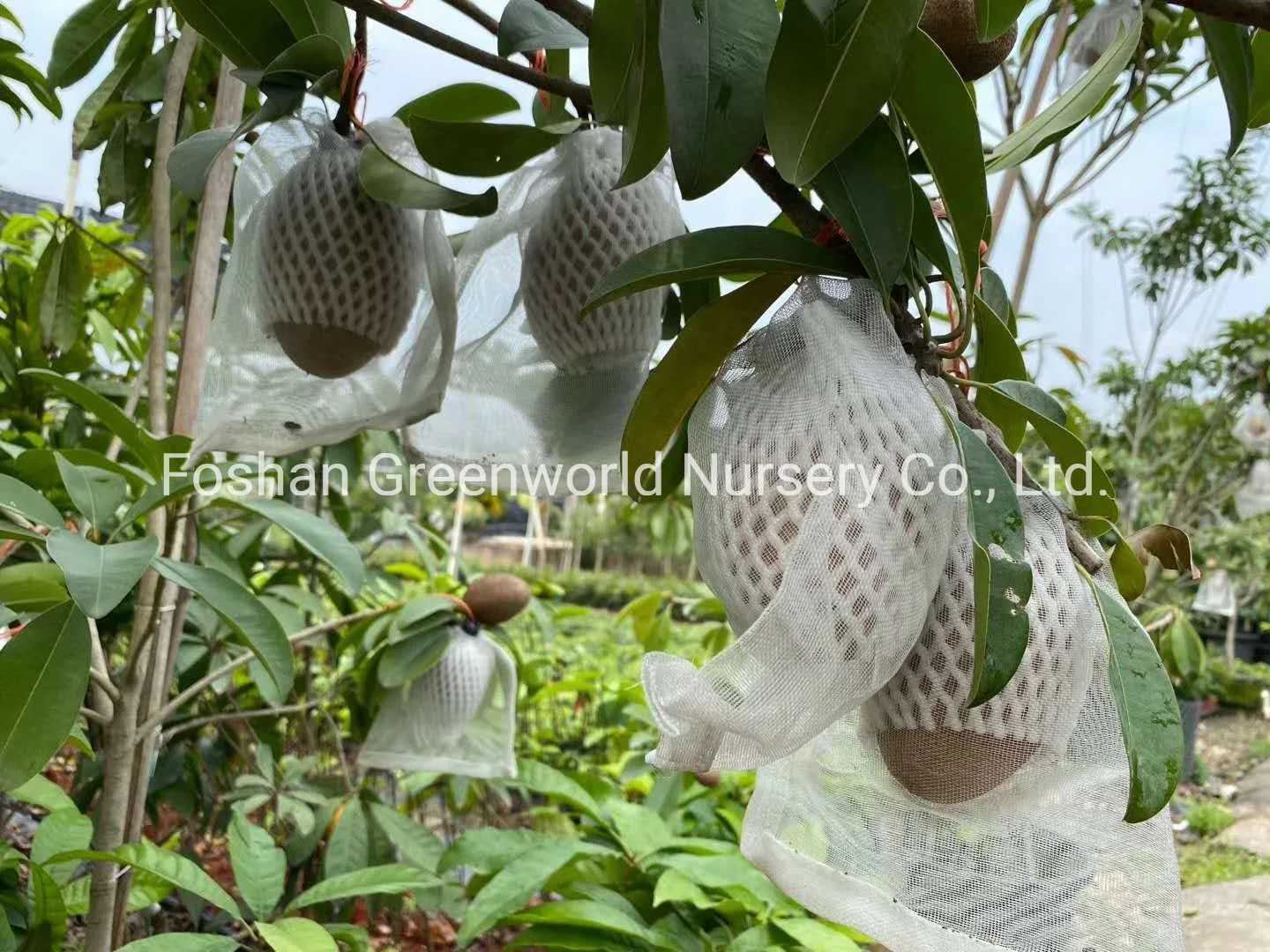 Manilkara zapota árbol frutal fabricante de China