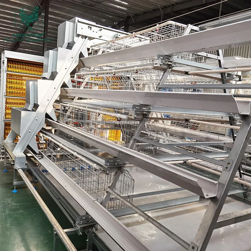 Poultry Farm Chicken Layer Cages With Automatic Feeding Equipment