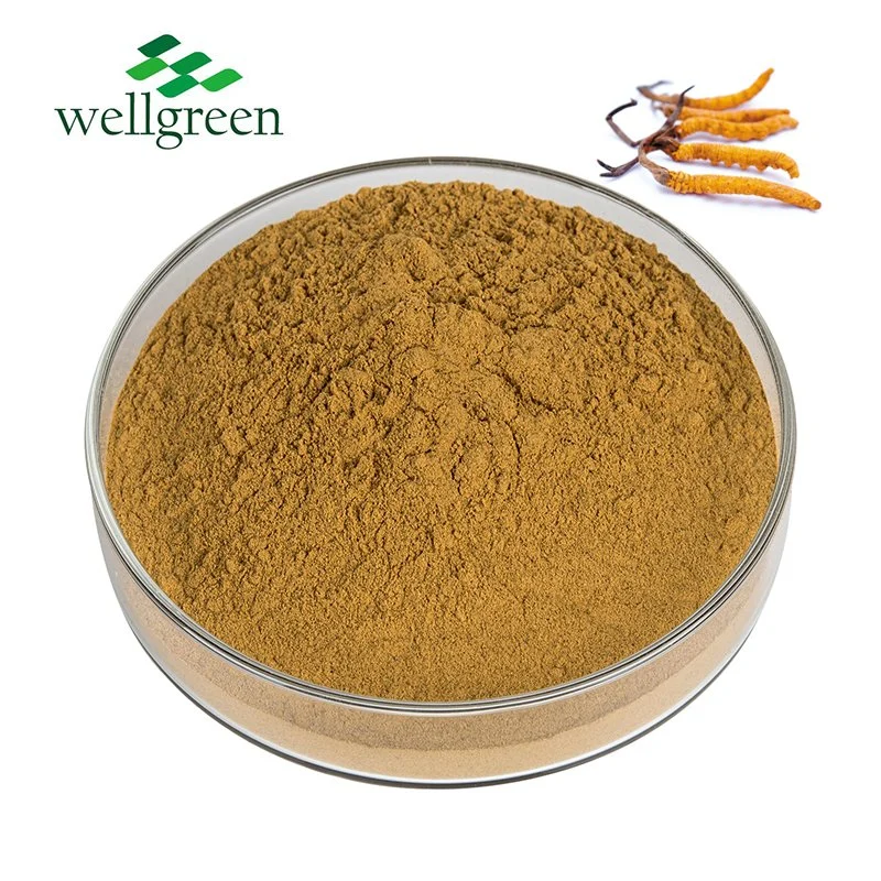 El tratamiento profesional personalizado de la fábrica de hierba de la Medicina Tradicional China en polvo extracto de hierbas