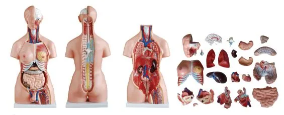 Hot Sale Human Educational Body Anatomy Medical Torso Model Xc-200