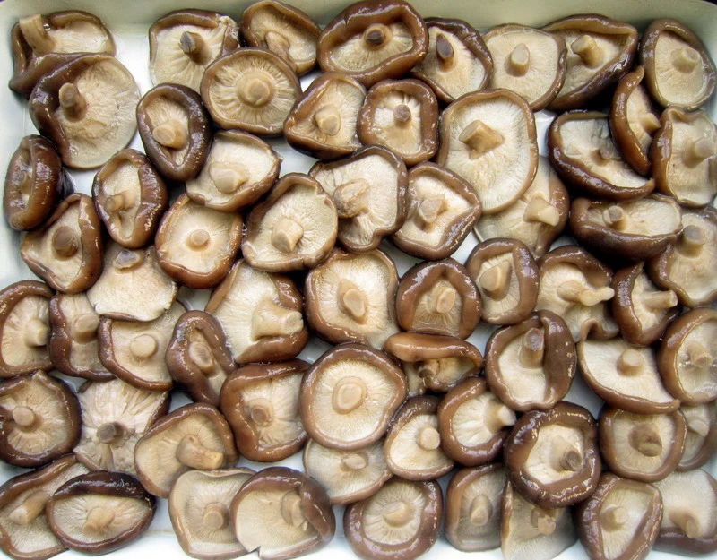 Original Factory Fresh Mushroom Shiitake Whole with Cheapest Price