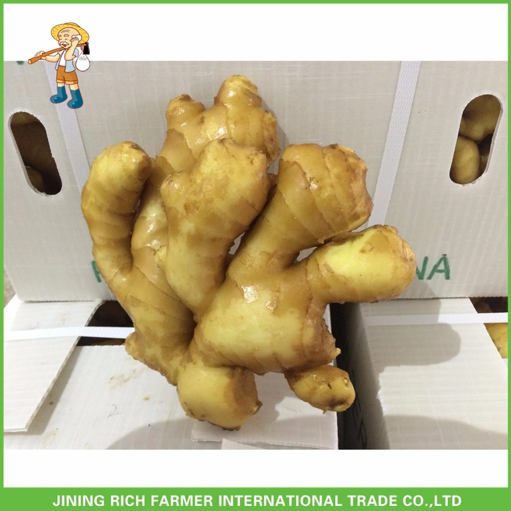 2023 Air Dried Ginger High Quality Chinese Ginger in Carton