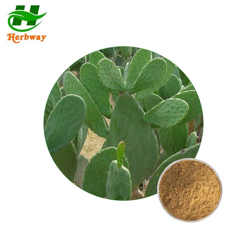 Herbway Cactus Extract10: 1 Anti-Inflammatory and Lowering Blood Sugar