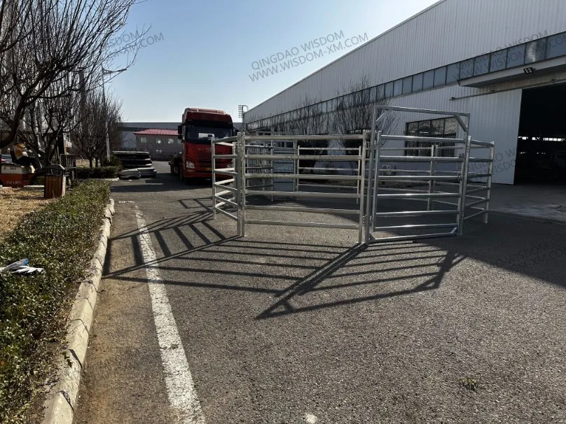 Heiß - Verkauf Verzinkte Rinder Board Creching Cattle Gürtel Wiegen System Handling Tierhaltung Ausrüstung