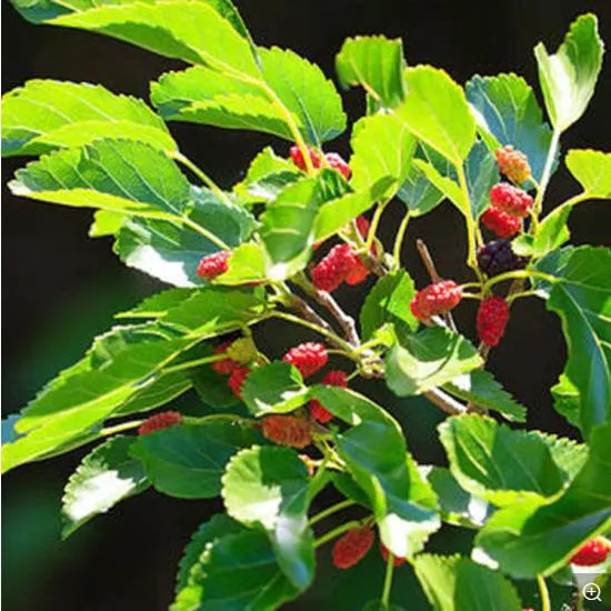 Supply Natural Plant Extract Morus Alba L. Mulberry Leaf Extract