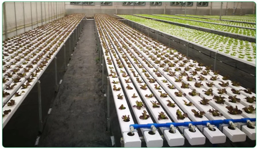 El plástico de PVC blanco Soilless Tubo de la Plantación de lechugas verduras