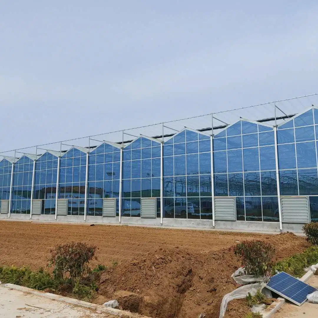 Agriculture Glass Greenhouse for Vegetables