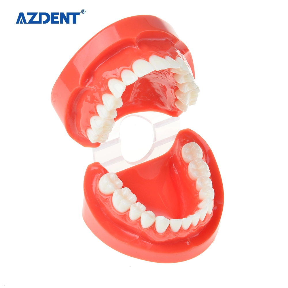 De tamaño estándar de alta calidad Azdent modelo de estudio Dental Modelo/dientes