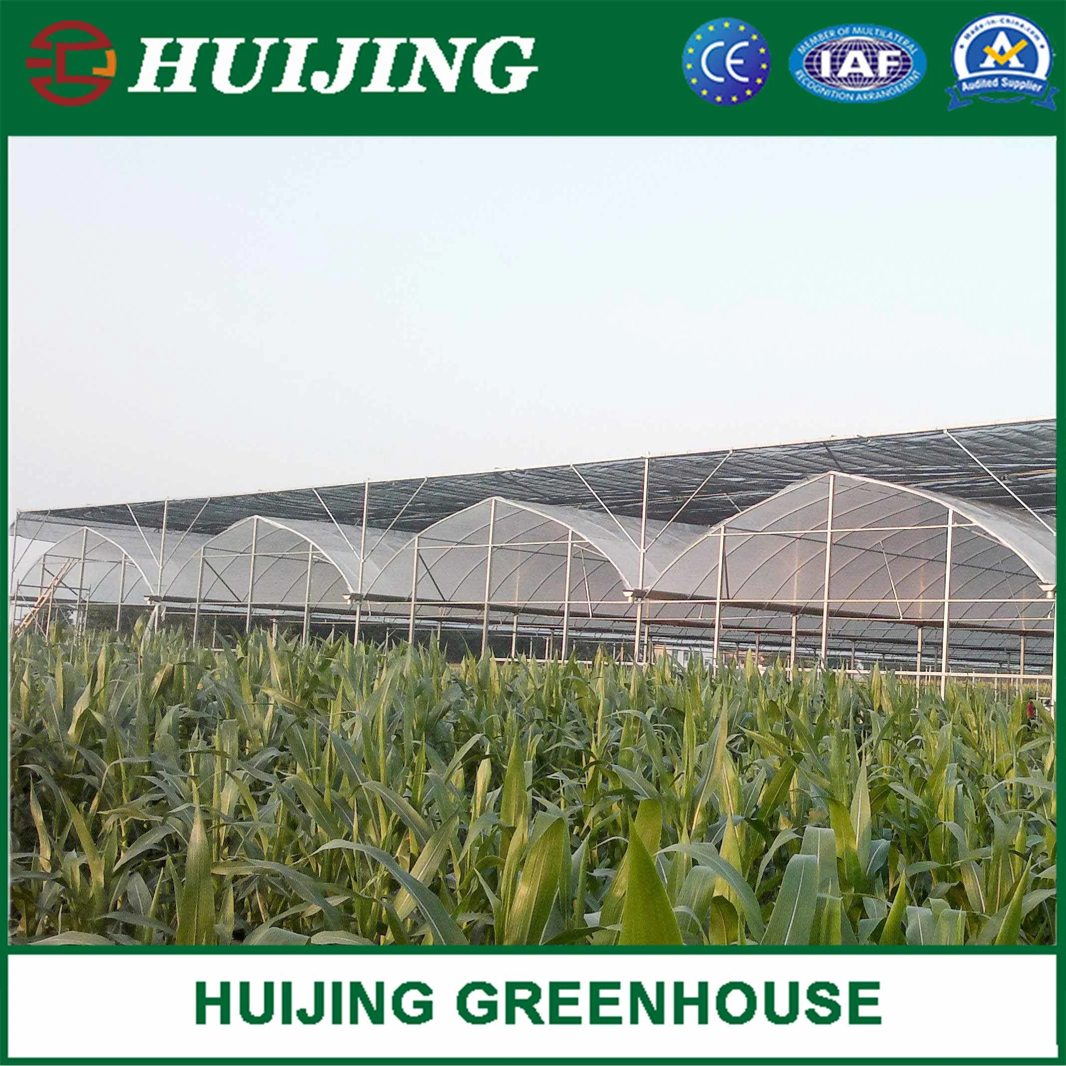 Barato Agrícola plástico película cubierta Multi Span Greenhouse para la venta