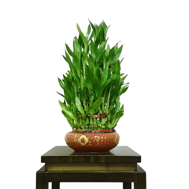 Natural Live HotSale Lucky Bamboo auf Lager