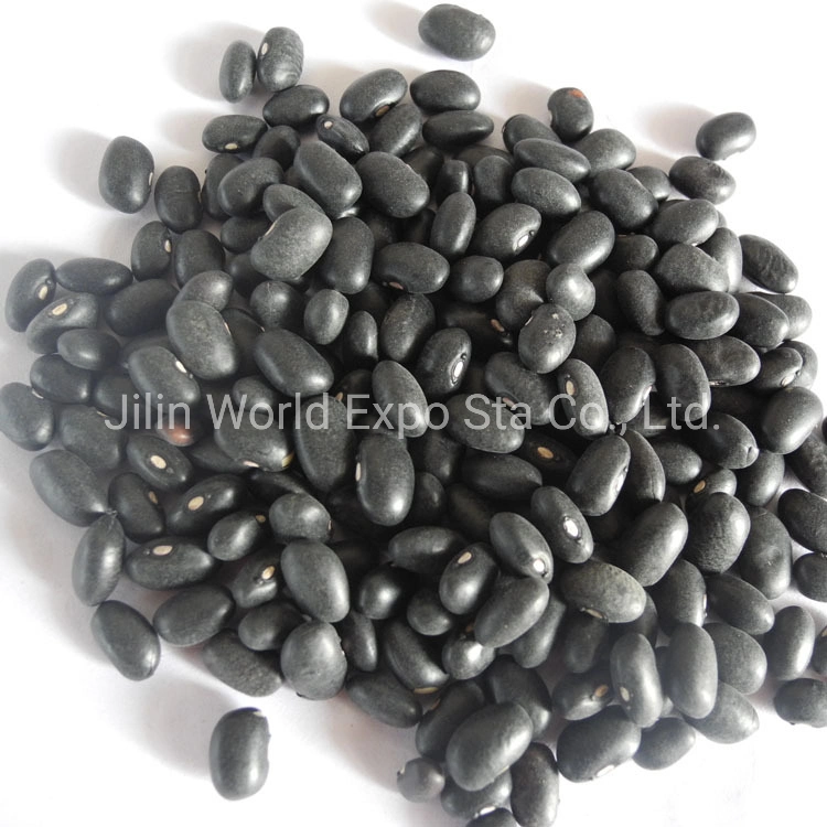 Wholesale/Suppliers Dried Black Kidney Beans 300-330 for Food