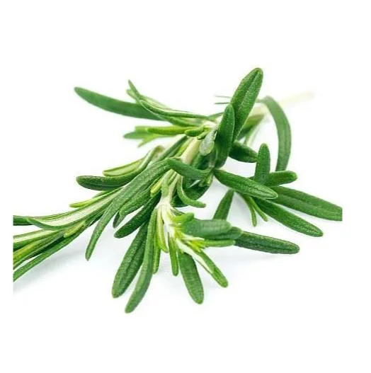 Healthy Herbal Extract Rosemary Extract Natural Antioxidant Ursolic Acid Rosemary Essential Oil Rosemary Extract