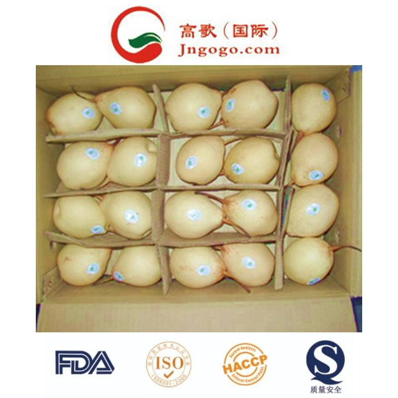 New Crop High quality/High cost performance Fresh Ya Pear Fresh Pear Asian Pear (28/32/36/40/44)