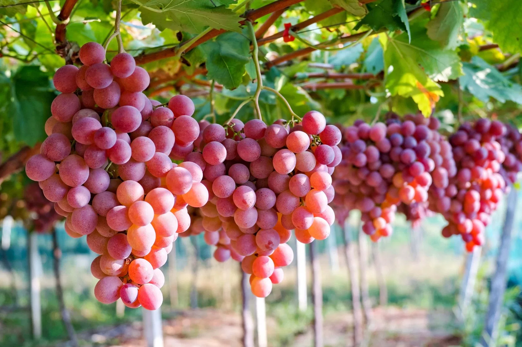 Trauben Färbung Frucht Zitrus Pflanze Starkes Wachstum Regulator Abscisinsäure 0,1 % Sp