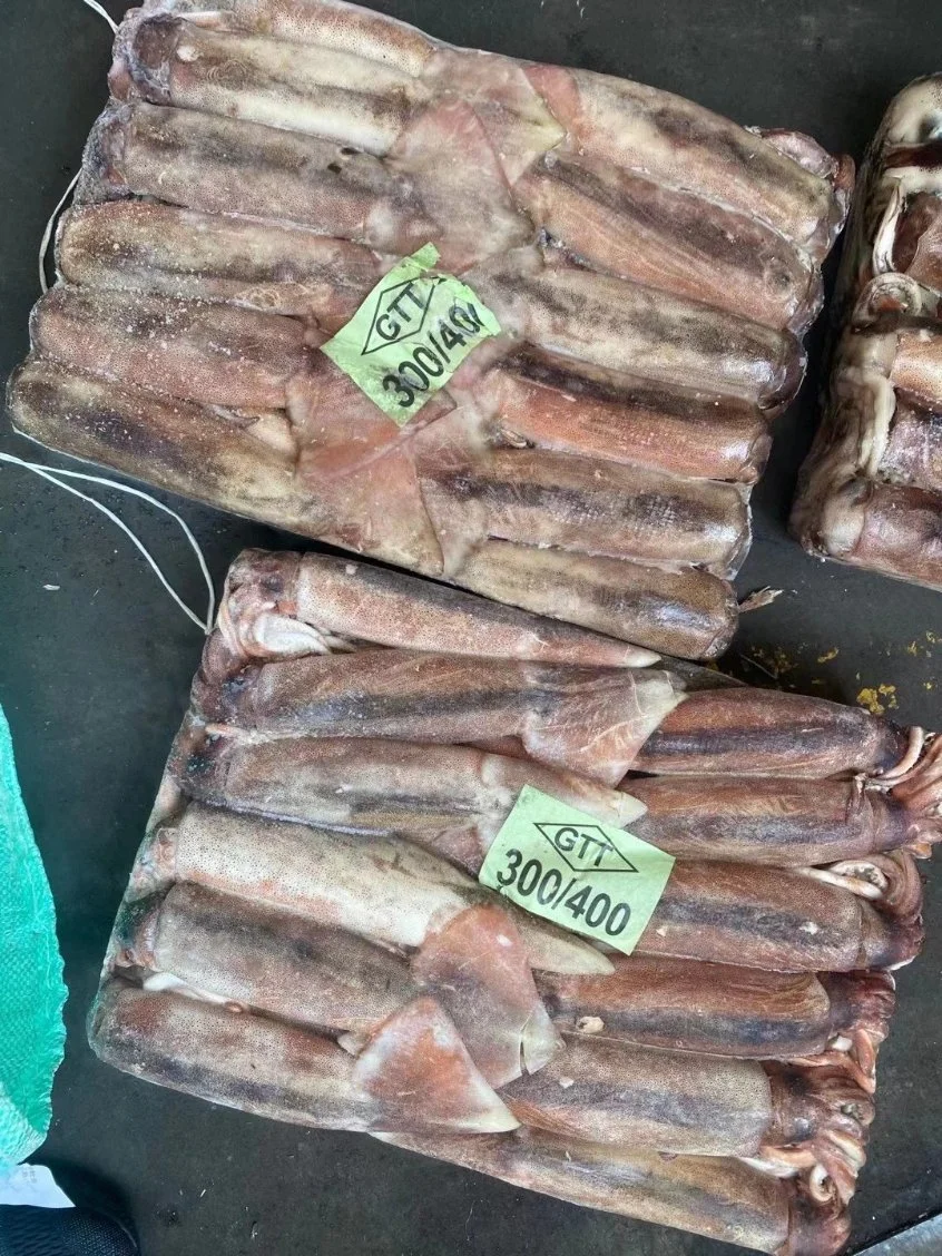 Frozen Argentine Illex Bqf Squid