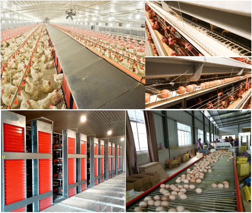 Construction de maison de ferme avicole de poulet avec du matériel agricole