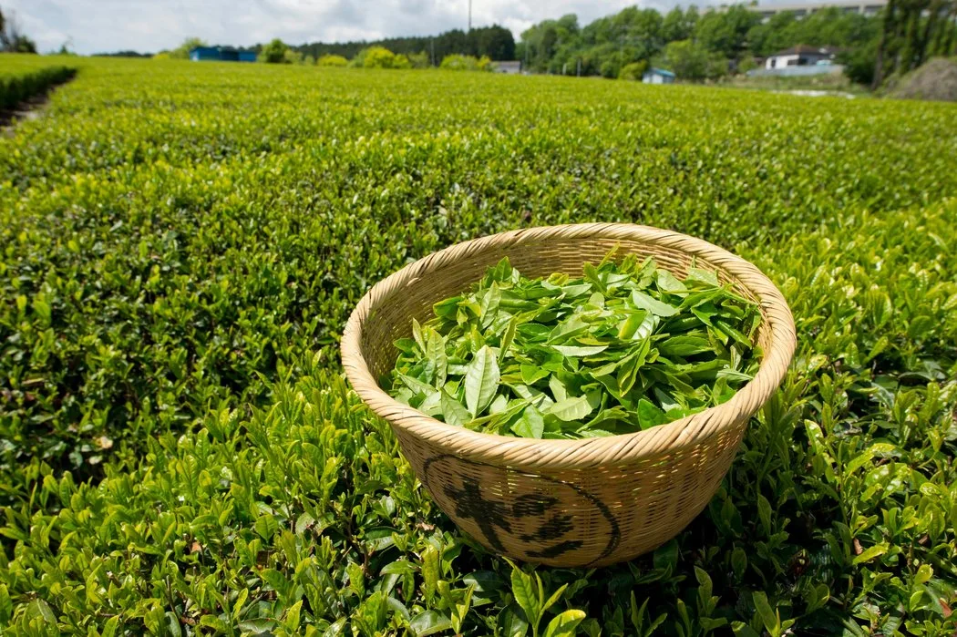 Una muestra gratis extractos vegetales de un 10% polifenoles del 80% de las catequinas 95%de EGCG Extracto de té verde