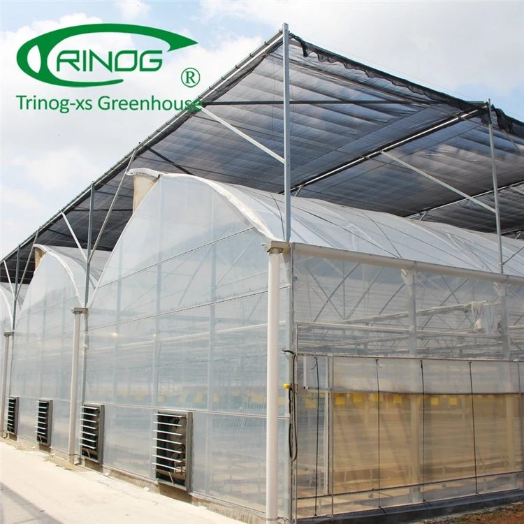 High Efficient Multi-span Film Greenhouse With Hydroponic Growing System for Sale