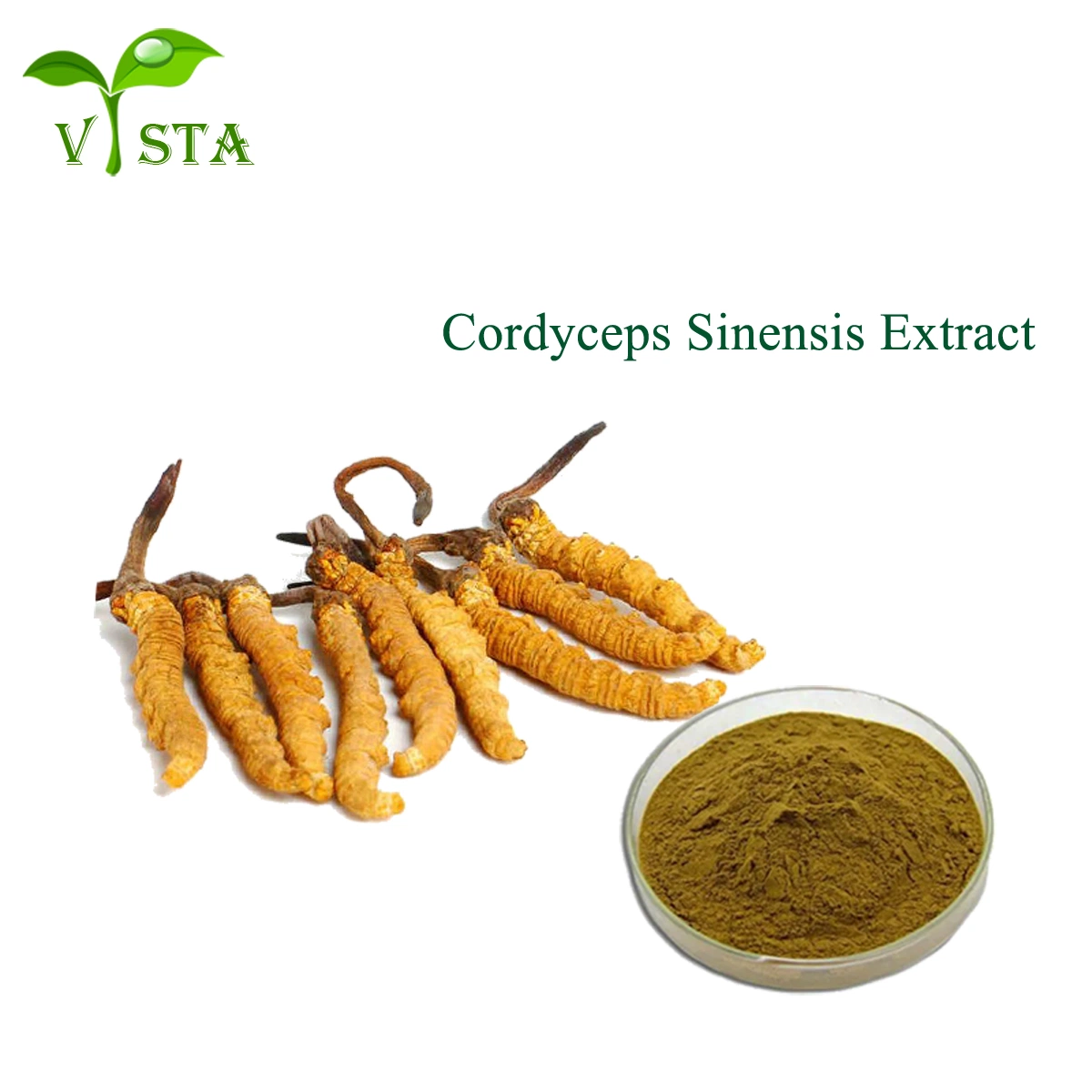 Natürliche Pilzesaitelin Sinensis Militaris Extrakt Cordyceps Extrakt 30% Polysaccharide Cordyceps Extrakt