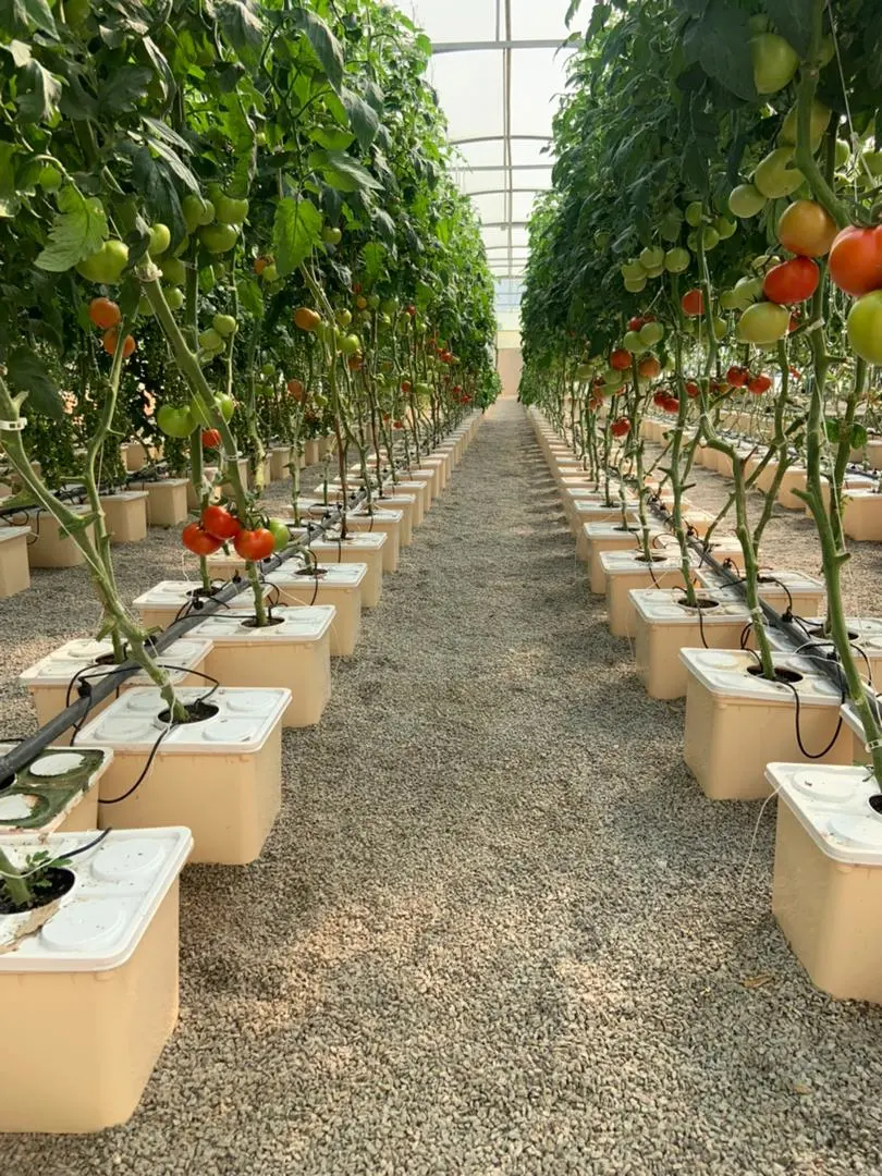 Kunststoff Wachsenden Eimer Gewächshaus-System Holländische Eimer Hydroponic Tomate Wächst System