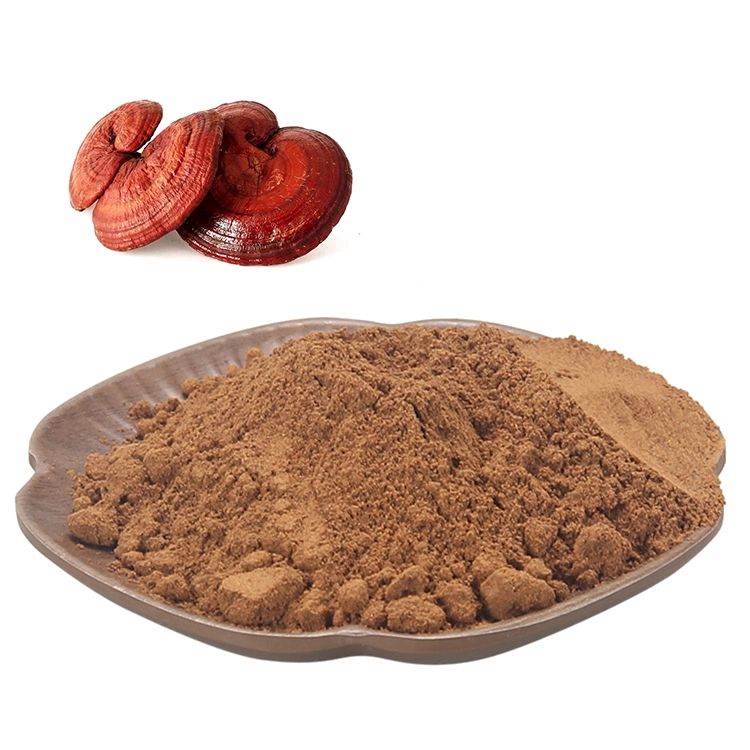 Reishi Mushroom Powder Cordyceps Mushroom Powder Chaga Extracto de setas León Extracto de setas de mane mezcla soluble en agua