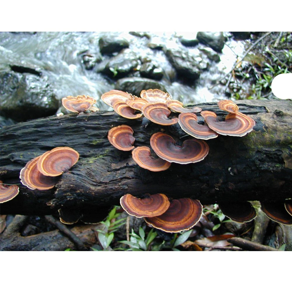 Trametas orgánicas Versicolor Coriolus Mushroom polvo pavo cola Extracto de champiñones Reishi Cordyceps militaris Chaga hongos mezclas