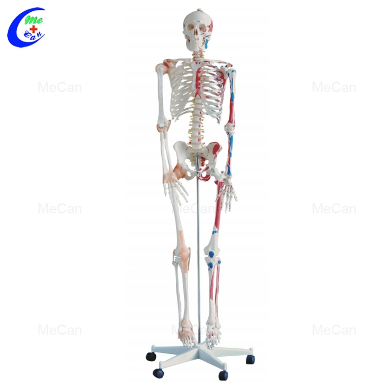 Venta caliente 45cm de tamaño real Mecan 180cm de esqueleto humano Anatomía del modelo médico