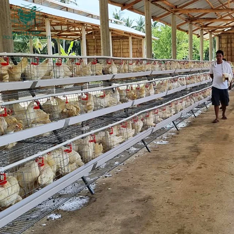 Design Poultry Farming 4 Tier A Type Chicken Layer Cages